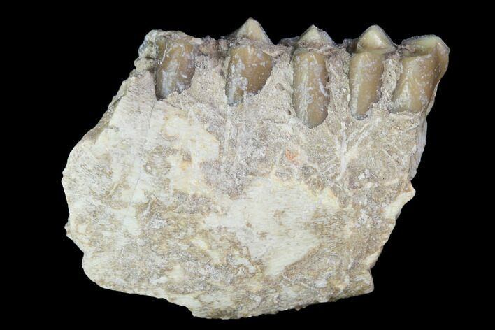 Oligocene Ruminant (Leptomeryx) Jaw Section - South Dakota #100419